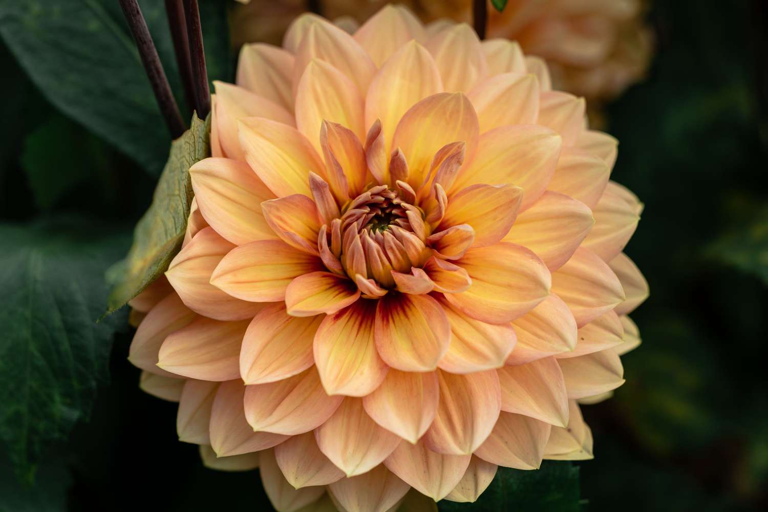 Dahlie 'Nicholas'
